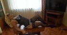 Ася _болельщица! — страпон, доминация, феминизация, тел. 8 908 290-51-38