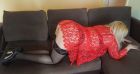 страпон проститутка Ася _болельщица!, 28 лет